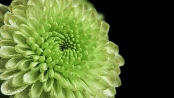 crisantemo morifolio flor con verde pétalos foto