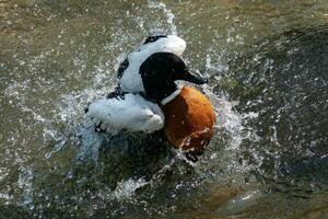 Ringed Teal duck or Callonetta leucophrys duck is bathing photo