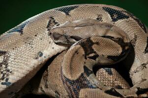 Ular Sanca or Malayopython reticulatus Snake photo