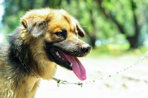 A Filipino aspin dog is standing photo