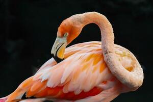A Red American Flamingo or Phoenicopterus ruber photo