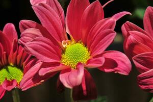 Red Chrysanthemum Flower photo