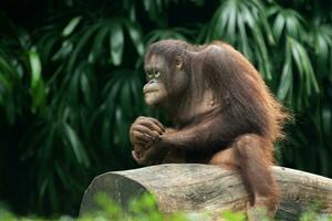 orang utan o pongo Pygmaeus foto