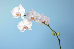 ai generado pétalo exótico florecer planta flor botánica antecedentes belleza orquídea blanco flora tropical foto