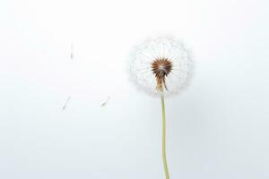 ai generado belleza blanco planta vástago semilla flor macro verano antecedentes de cerca viento diente de león foto