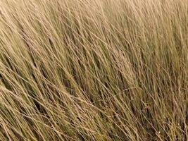 gras in the wind background, ai generative photo