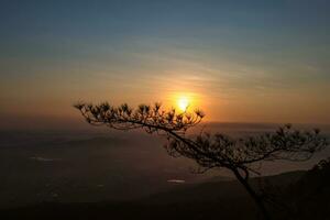 Silhouette of pine tree at sunrise. Abstract nature landscape background. photo