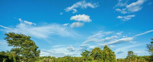 Beautiful cloudy blue sky above the trees in the forest. Nature background photo