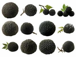AI generated black edible winter truffle collection isolated on white background. photo