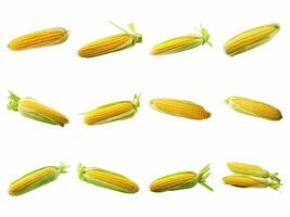 AI generated Corn collection isolated on white background. photo