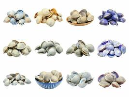 AI generated asari clams collection isolated on white background. photo