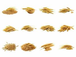 AI generated wheat grains collection isolated on white background. photo