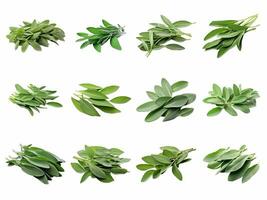 AI generated sage leaves collection isolated on white background. photo