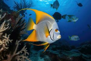 ai generado vida coral pescado submarino angelote naturaleza fauna silvestre Oceano azul arrecife animal mar foto
