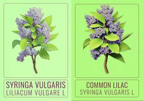 AI generated COMMON lilac or Syringa vulgaris in Latin. The illustration was created using generative AI. photo