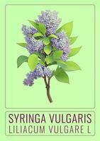AI generated COMMON lilac or Syringa vulgaris in Latin. The illustration was created using generative AI. photo