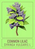 AI generated COMMON lilac or Syringa vulgaris in Latin. The illustration was created using generative AI. photo