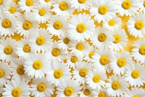 AI Generated Flora nature beauty chamomile daisies closeup bright white meadow garden decoration photo