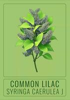 AI generated COMMON lilac or Syringa vulgaris in Latin. The illustration was created using generative AI. photo