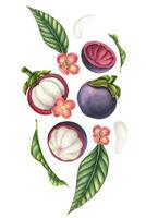 Mangosteen watercolor illustration. Hand drawn dynamic composition with exotic asian Fruits with palm leaves, flowers and slices of food on isolated background. Drawing for product label or packaging vector