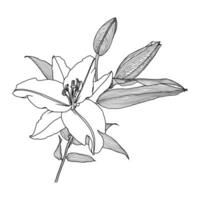 Realistic linear drawing of lily flower with leaves and buds, black graphics on a white background, modern digital art. Element for design. vector