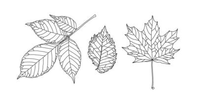 Set of leaves of different trees. Ash, maple, elm leaves in a veined line graphic on a white background. Vector illustration. Design elements for coloring, invitation, banner, print, poster.