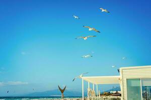 volador gaviotas en azul cielo foto