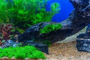 Tropical freshwater aquarium photo