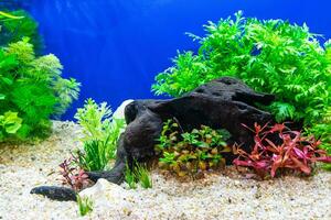 Tropical freshwater aquarium photo