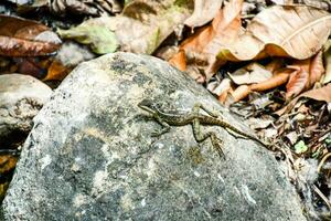 a lizard is sitting on a rock in the woods photo