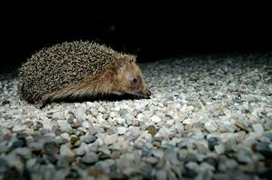 a hedgehog walking on gravel at night photo