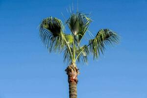 a palm tree with its leaves up against the blue sky photo