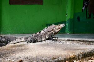 an iguana sitting on the cement in front of a green wall photo