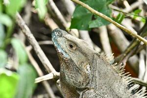 an iguana is sitting on the branches of a tree photo