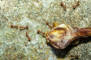 rojo hormigas encontrar comida foto