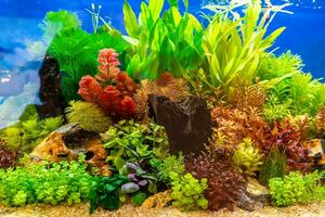 Tropical freshwater aquarium photo