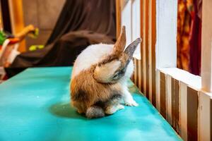 Rabbits are small mammals photo