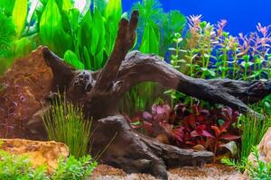 Tropical freshwater aquarium photo