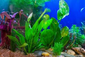 Tropical freshwater aquarium photo