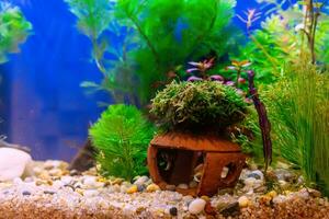 Tropical freshwater aquarium photo