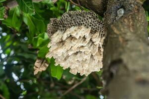 Wasp's nest or hexagonal decorative design on tree. photo
