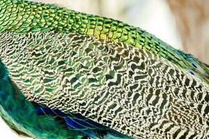un cerca arriba de un pavo real con sus plumas foto