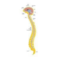 Spinal cord and brain. Craniosacral system. The connection of the skull and sacrum in alternative medicine. Vector illustration isolated on a white background