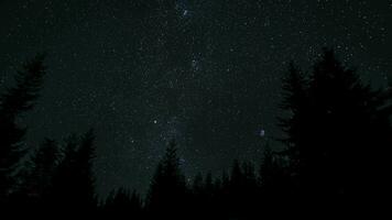 tijd vervallen van sterren Actie bovenstaand de silhouetten van bomen in de omgeving van een polair ster in nacht lucht. sterrenhemel nacht achtergrond. episch video 4k