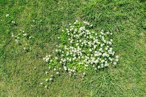 parte superior ver de un trébol campo con blanco flores foto