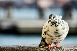 a pigeon is sitting on a ledge near the water photo