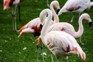 a group of pink flamingos standing on the grass photo