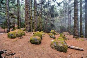 a group of mossy rocks in the forest photo