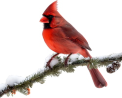 AI generated A close-up of a cardinal in winter. Ai-generated. png