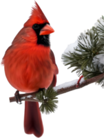 AI generated A close-up of a cardinal in winter. Ai-generated. png